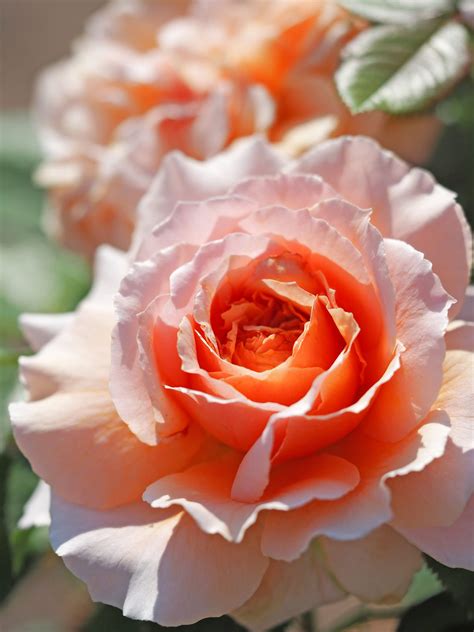 Download rose flower stock photos. Rose, Kana Rose, バラ, 花菜ローズ, | Beautiful flowers, Flower ...