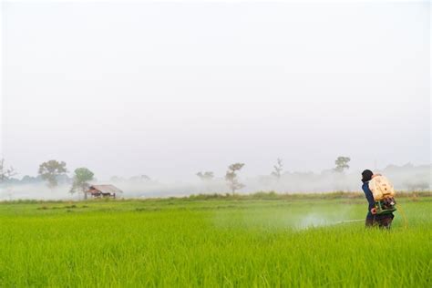 Premium Photo Farmer Spraying Pesticide In The Rice Field