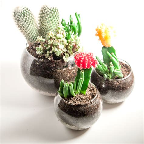 Cactus Terrarium Diy