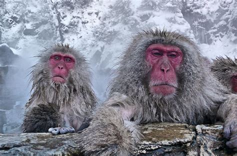 Snow Monkeys In The Hot Springs Photograph By Istvan Hernadi
