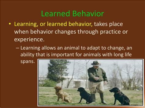 Examples Of Learned Behavior In Animals Animaljkl