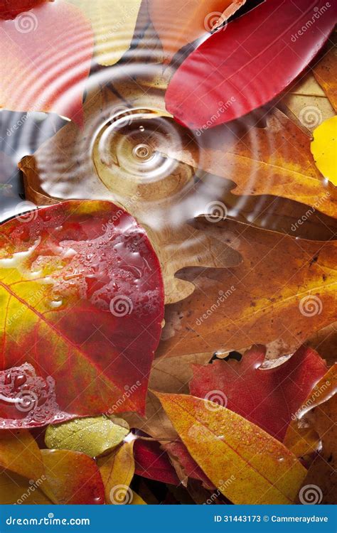 Autumn Leaves Water Drop Background Stock Image Image Of Colourful