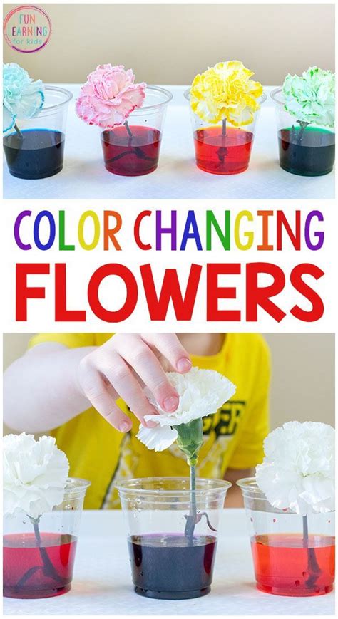 Tried and tested easy ideas from parents that are perfect for having fun at home or in an early years environment. Color Changing Flowers Science Experiment | Spring science ...
