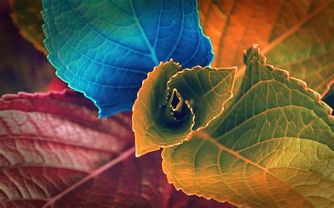 Colors Of Leaves Wallpapers Wallpapers Hd