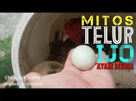 Fenomena Telur Ijo Ayam Birma Youtube
