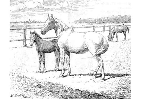 Realitit horse image to color. Coloring page horse and foal - img 9772. | Horse coloring ...