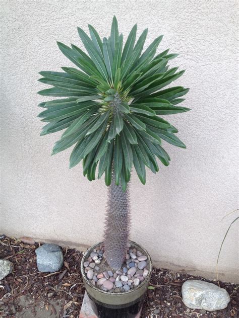It has been slowly drooping the roots of plants grown in pots are much more compact and the potting mixture must have especially good drainage in order to avoid the risk of rotting. Fall Cactus Flowers | Good News Only