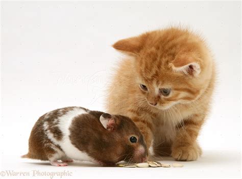 Ginger Kitten With Hamster Photo Wp21974