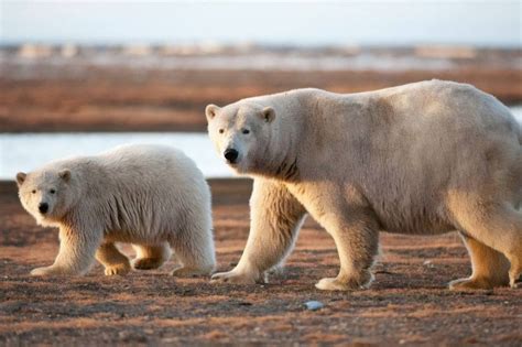 This Town In Canada Is Officially The Polar Bear Capital Of The World