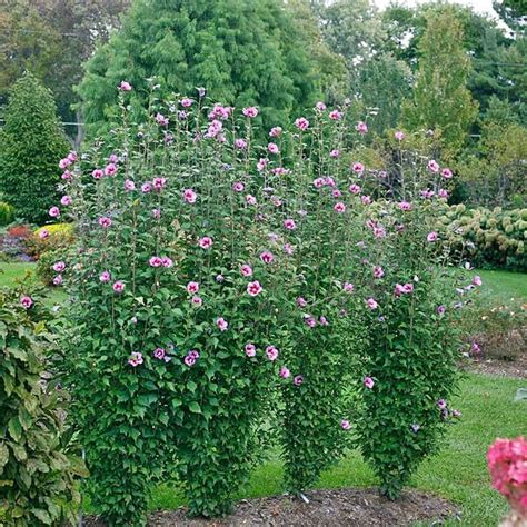 3rd year in a pot. COLUMNAR ROSE OF SHARON | Hibiscus garden, Flower ...