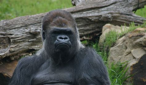 Western Lowland Gorillas Facts Diet And Habitat Information