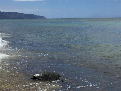 Day Behold The Green Turtles Of Oahu Jonathan Turley