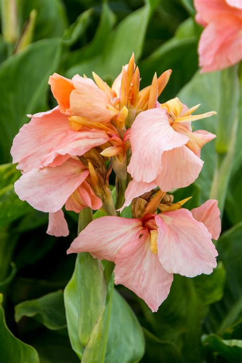 Canna Salmon Pink De Vroomen Garden Products Professional