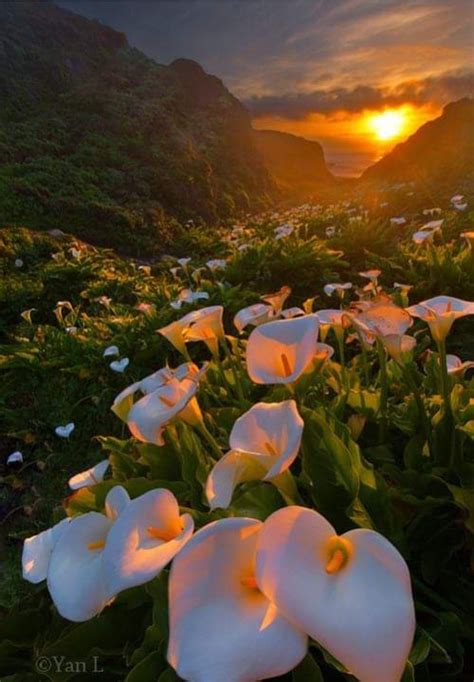 Maybe you would like to learn more about one of these? Calla Lily Valley Big Sur, California | Landscape photos ...