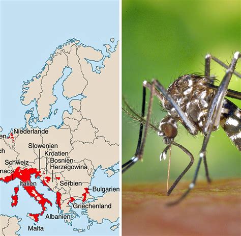 Fieser Blutsauger Asiatische Tigermücke Erobert Weite Teile Europas Welt