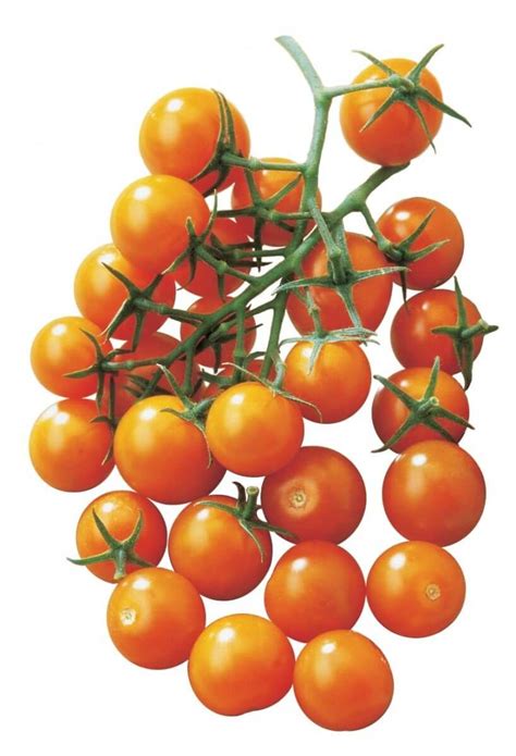 Sun Sugar Hybrid Tomato Seeds Tips For Growing Tomatoes Growing Tomatoes
