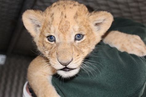 First Vet Visit For Tarongas Lion Cub Trio Zooborns