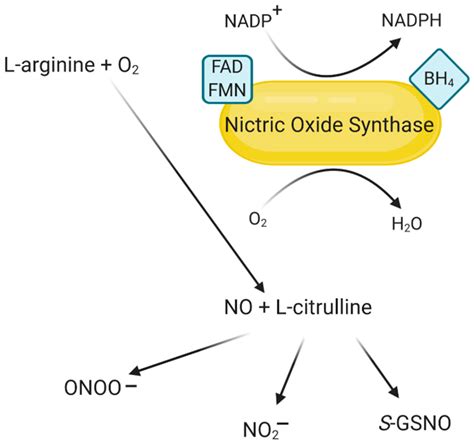 Nitric Oxide Levels In Humans