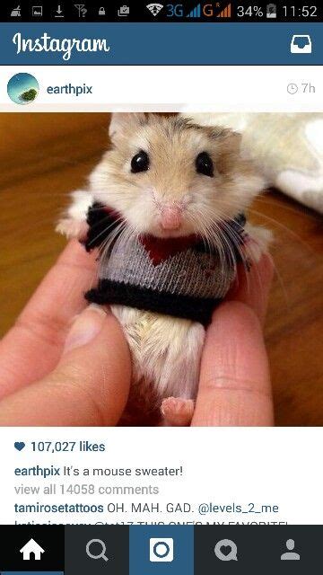 Its A Mouse Sweater Cute Hamsters Cute Funny Animals Cute Little Animals