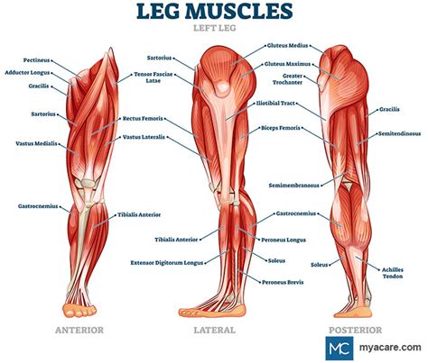 WHY ARE CALF MUSCLES IMPORTANT Mya Care