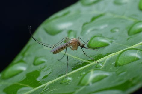 How To Treat Standing Water To Prevent Mosquitoes In Your Yard Hawx