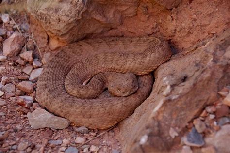 Grand Canyon Rattlesnake Facts And Pictures