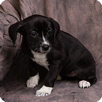Toy rat terrier mixed with dachshund comes in a variety of coarse colors such as rat terrier dachshund crossbreeds have many characteristics it inherits from both sides of the family. TANDY | Adopted Puppy | Anna, IL | Rat Terrier/Dachshund Mix
