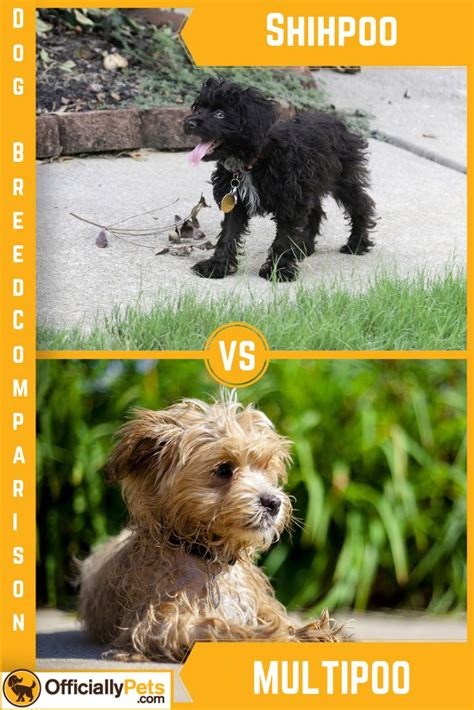 Shih Poo Vs Maltipoo A Detailed Comparison Of Both Dog Breeds Shih