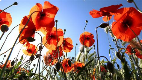 Poppy Full Hd Wallpaper And Background Image 2560x1440 Id414930