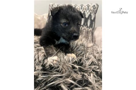 Nova Wolf Hybrid Puppy For Sale Near Charlotte North Carolina