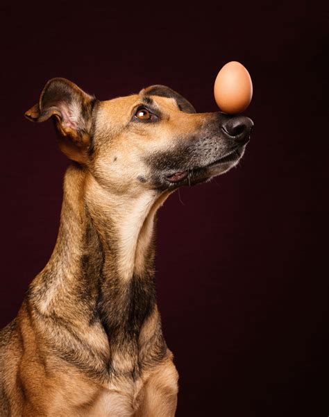 Intimate And Playful Dog Portraits By Elke Vogelsang Bored Panda