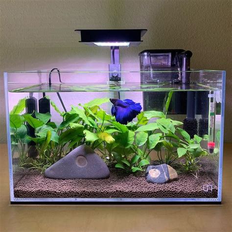 Two Bettas And A Rock On Instagram “this Tank Will Be Known As “the