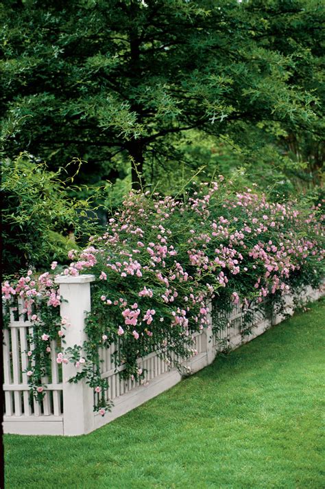 Honey perfume shrub rose $53.98. The South's Best Fragrant Plants for Your Garden ...