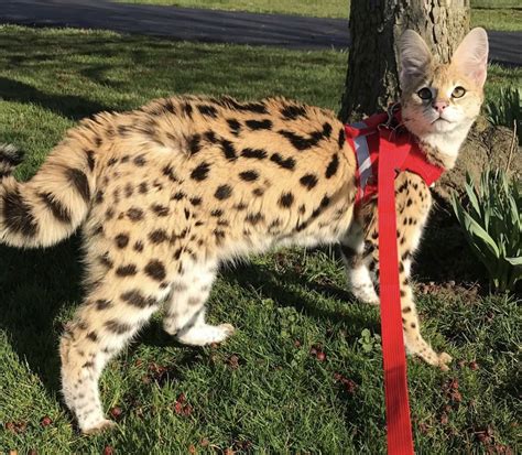Savannah Cat For Sale How To Find A Reputable And Ethical Breeder