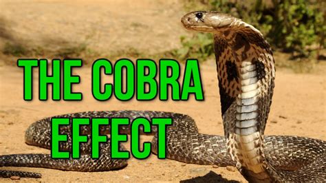 The Cobra Effect Black Ops 2 Gameplay Commentary Youtube