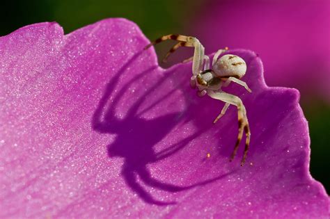 Autres Insectes Et Arachnides Flickr
