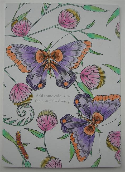 10+ images about Millie Marotta on Pinterest | Coloring, Moth and Animal kingdom