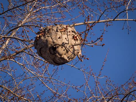 Sign up for free today! Wasp Nest | When the leaves fell off the trees last month, t… | Flickr