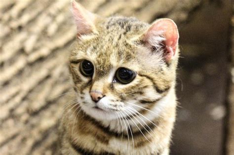 Fundraiser By Travis Coty Black Footed Cat Trip To Africa