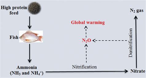 Nitrous Oxide N2o Emission From Aquaculture A Review Environmental