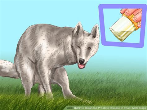 Most men with early prostate cancer don't have any signs or symptoms. 3 Ways to Diagnose Prostate Disease in Intact Male Dogs ...