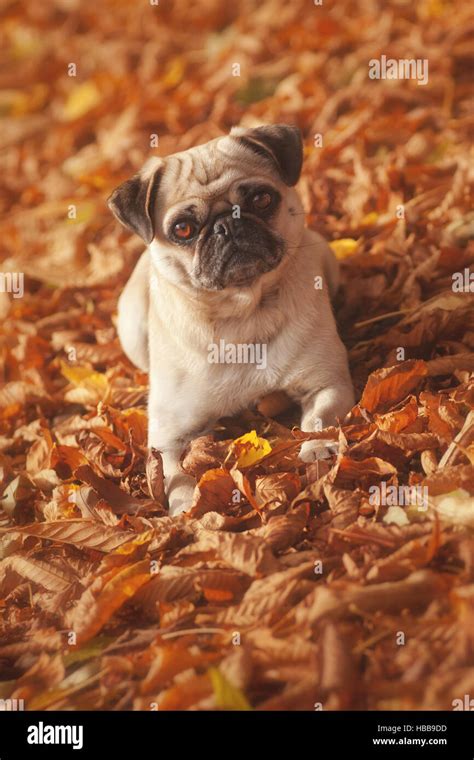 Pug In Red Autumn Stock Photo Alamy