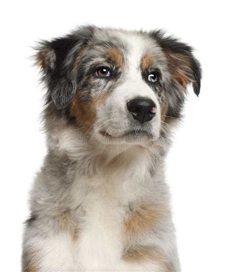 Close Up Of Australian Shepherd 5 Months Old Stock Image Image Of