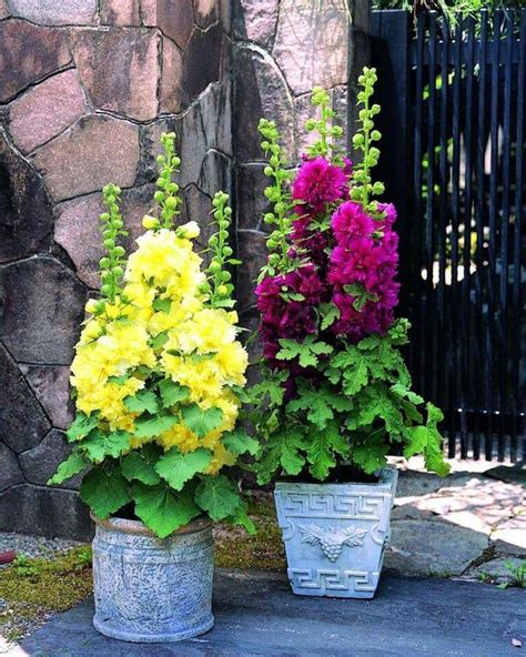 Pin By Chloe On Hollyhocks Container Garden Design Container
