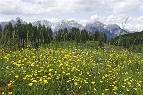 Yellow Flowers In The Dolomites Stock Image Image Of Flower Meadows