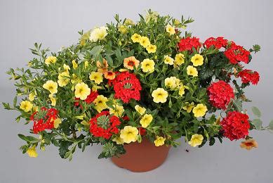 Pennings kan naast canna's, dahlia's, lelies en gladiolen ook alle andere zomerbloeiers leveren. Mixpot zomerbloeiers
