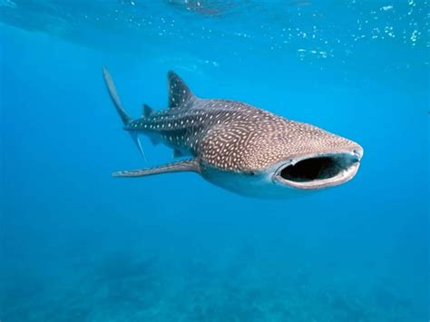Download A Close Up Of A Majestic Whale Shark In An Enchanting