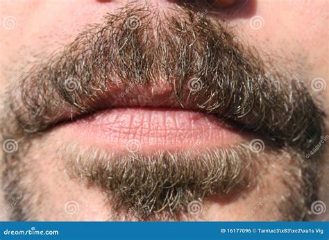 Moustache Closeup Royalty Free Stock Image Image 16177096