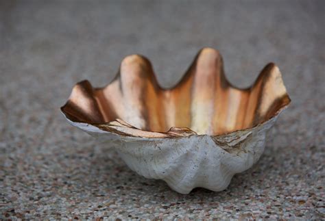 Position on an entryway table or living room table to hold objets or other important items. Stunning 25cm replicated Clam Shell with Gilt Interior www ...