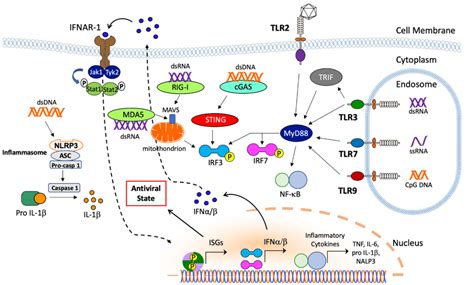 Mrna Vaccine Principle : Pharmaceutics | Free Full-Text | Intranasal